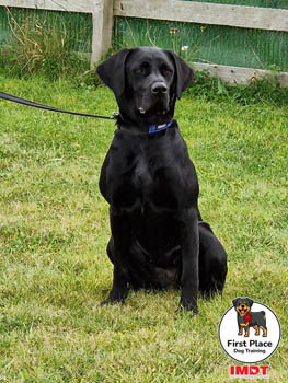 2022 First Place Dog Training Gallery Image